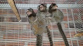 Mono titi Monos Titi proyecto de reproducción en México Nuskê Fauna Exótica