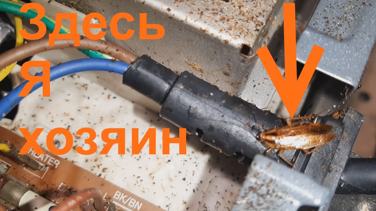 Тараканы уничтожили свч.