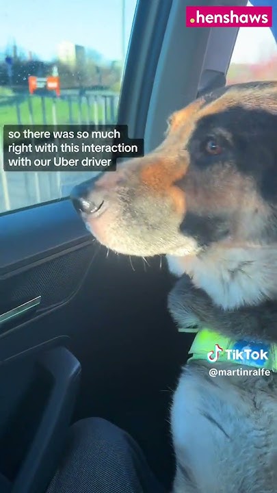 guide-dogs-how-to-be-a-good-uber-driver-martin-ralfe-henshaws