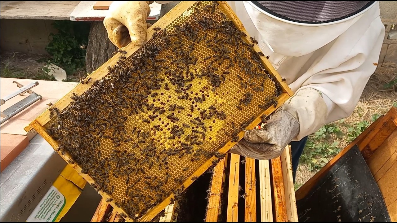 revision del progreso de los enjambres