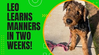 The Complete K9  5 Month Old Airedale Terrier Learns Obedience In 2 Weeks!