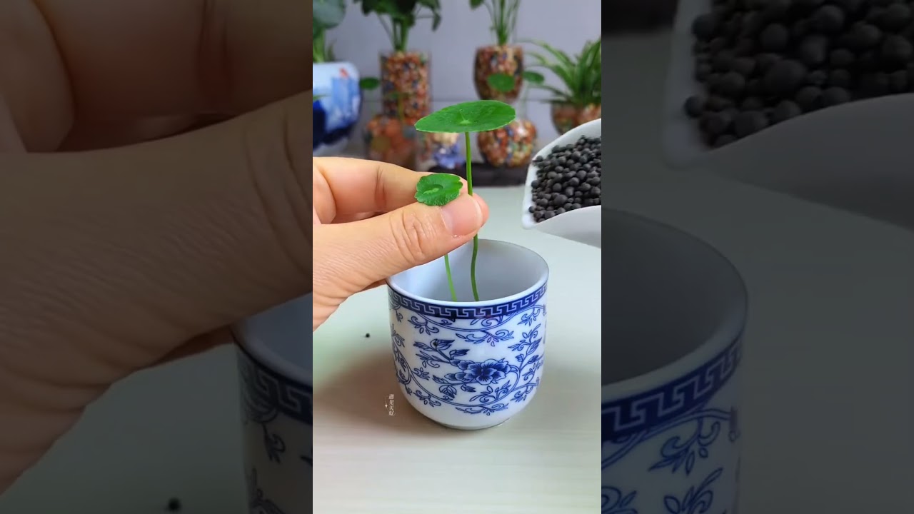 Agriculture plants flower in cup color good idea amazing #diy #home #plants #flowers #video