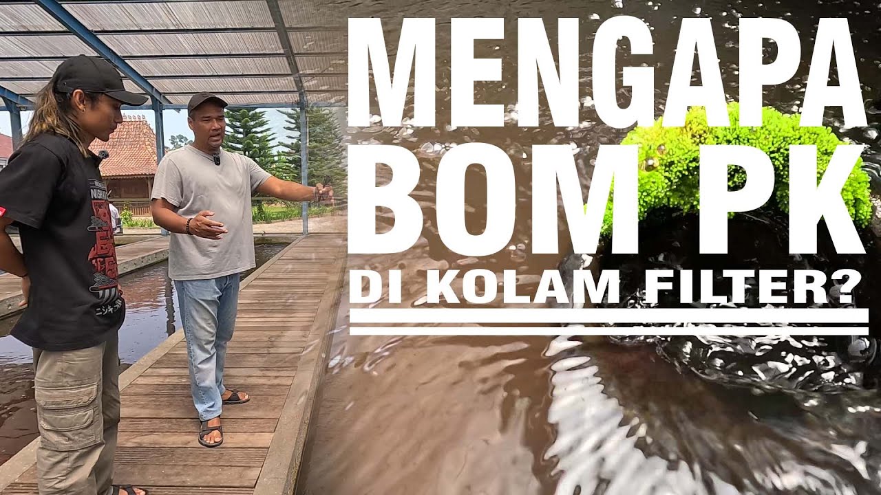 APAKAH BOM PK DIKOLAM FILTER KOI ITU BERBAHAYA??