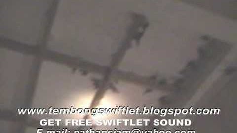 Inside Swiftlet House In Aceh