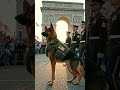 The Most Respectful Salute You Will Ever See! 🇺🇸🐾 #shorts #viralpets #k9unit #dogtraining #puppy