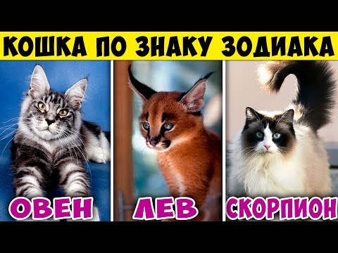 КАКАЯ ПОРОДА КОШКИ ПОДХОДИТ ТЕБЕ ПО ЗНАКУ ЗОДИАКА. Какая ты Кошка по Знаку Зодиака