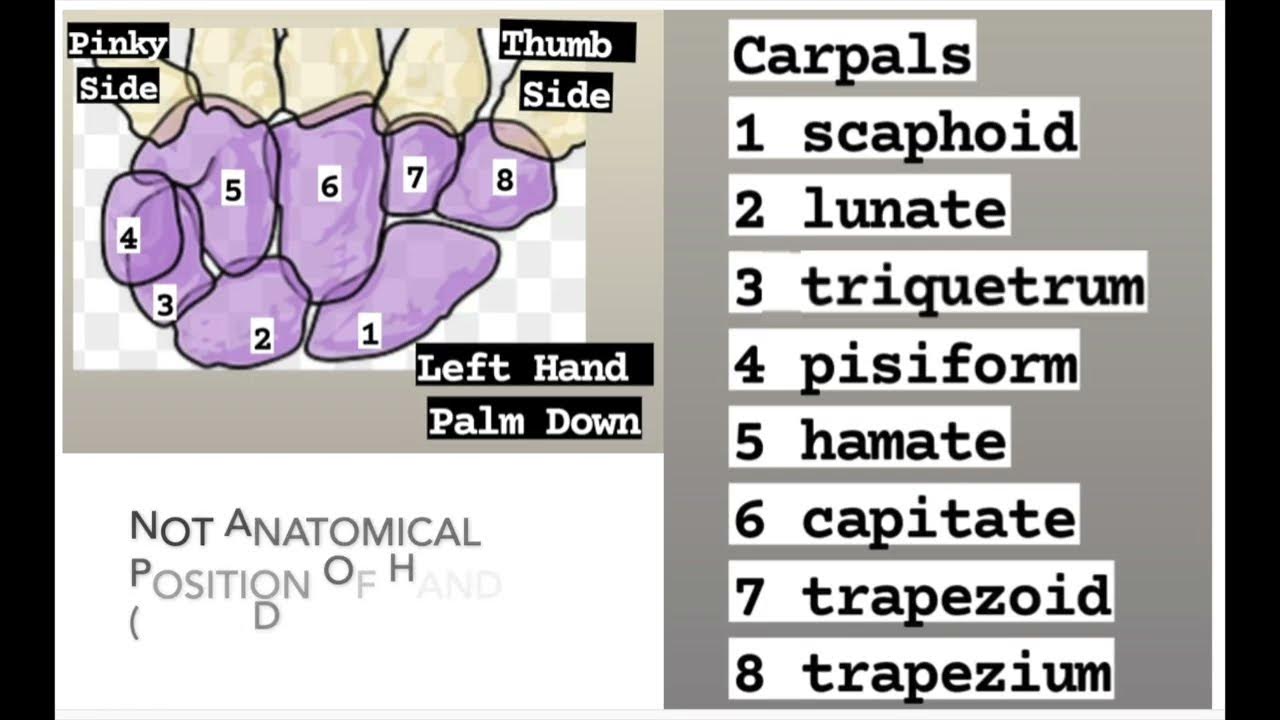 Some Lovers Try Positions Carpal Bones