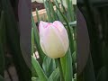 #tulip #tulips #spring