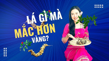 Lá sâm Ngọc Linh đắt hơn cả vàng?