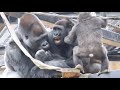 役に立ってる？父に挑む兄ゴリラを助けるキンタロウ⭐️ゴリラGorilla【京都市動物園】Kintaro helps his brother who challenges thier father.