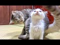 初めて子猫と猫を対面させたらまさかの展開に。。