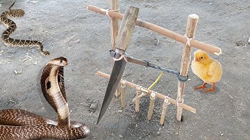 Easy Snake Trap - Creative Method DIY Snake Trap Using Cutter That Work 100%
