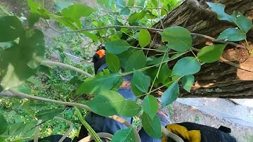 Part 3: The Petzl Zigzag Setup |Tree Climbing Minimalism [Read the commentsection]