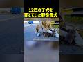 12匹の子犬を育てていた野良母犬を保護すると..！＃動物保護 #dog #感動する話