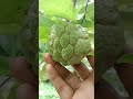 സീതപ്പഴം 🥰 #viralvideo #virashorts