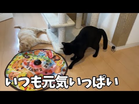 オモチャにはしゃぐ猫たち