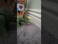 triceratops hit a wall