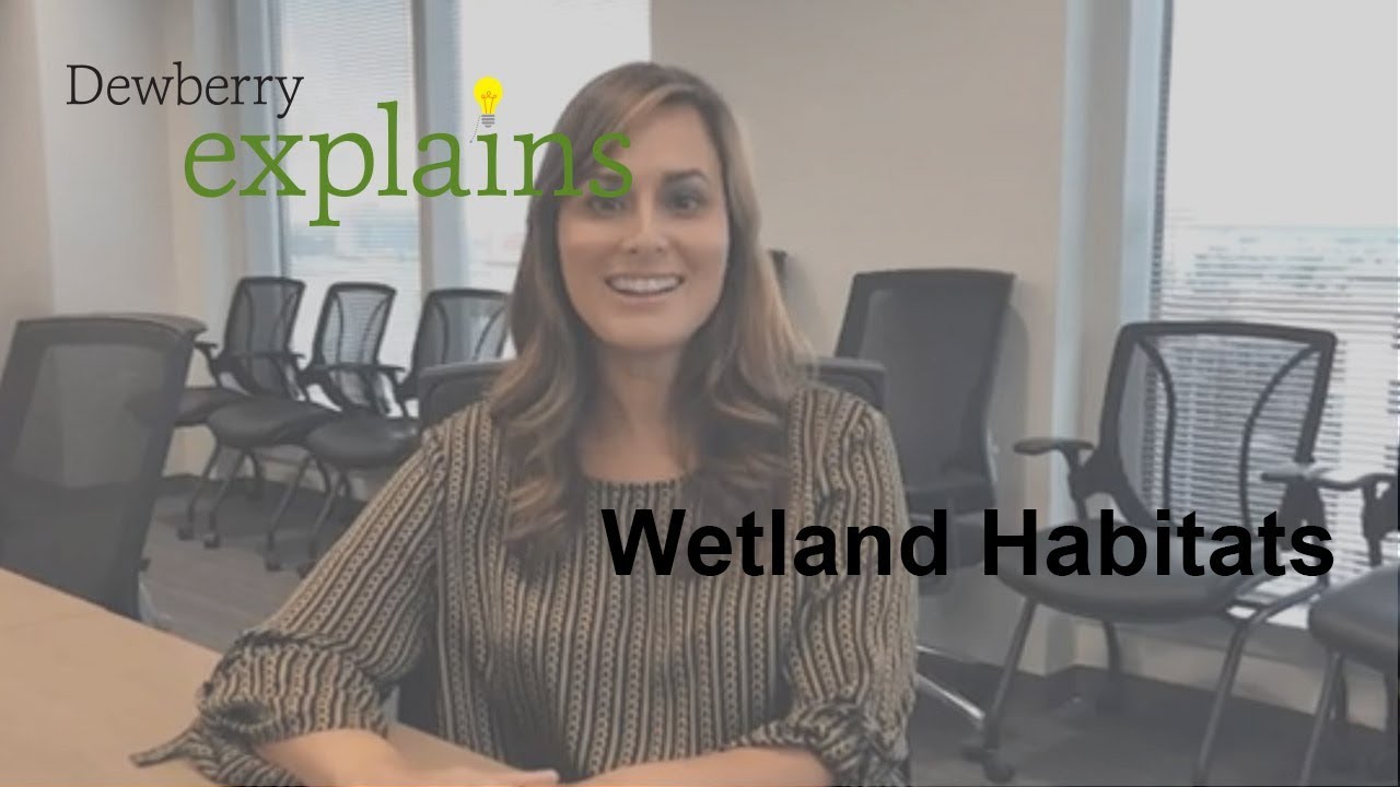 What are Wetland Habitats?