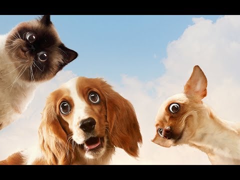 😂-funniest-😻-cats-and-🐶-dogs---awesome-funny-pet-animals'-life-videos-😇