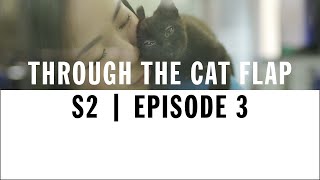 Kitten Fostering | Through The Cat Flap | S2 | Episode 3