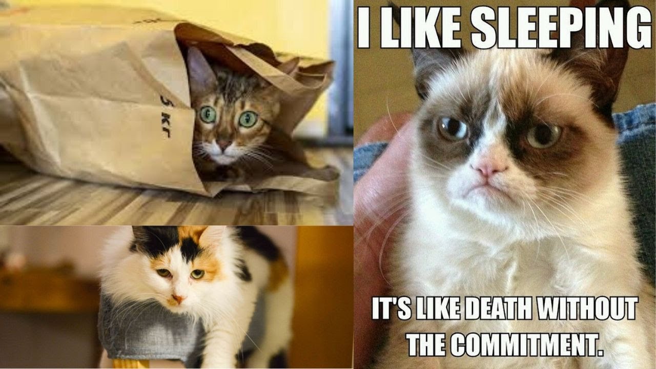 #5 Little Cats / Cute and Funny Cat Videos 