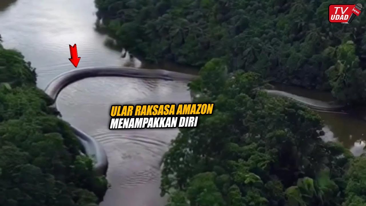Ular Raksasa Sepanjang 90 Meter Terekam Kamera Melintas Diatas Sungai ...