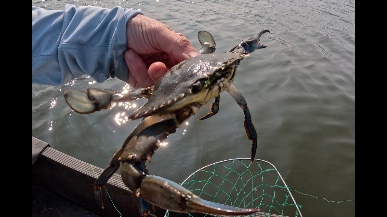 Ловля крабов в Нью-Джерси — залив Барнегат