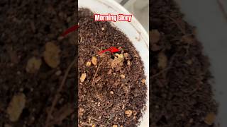Growing Morning Glory in Pots | Balcony Botanica Bliss