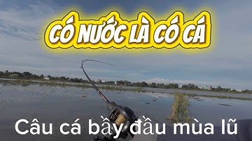 Câu Cá Lóc (Video 10) đầu mùa lũ săn cá bầy táp quá bạo câu lure cá lóc mồi nhái hơi