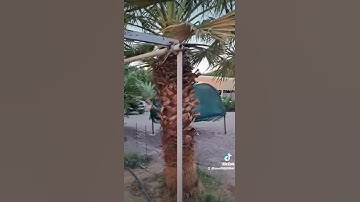سورة الزلزلة  /  قراءة نجدية