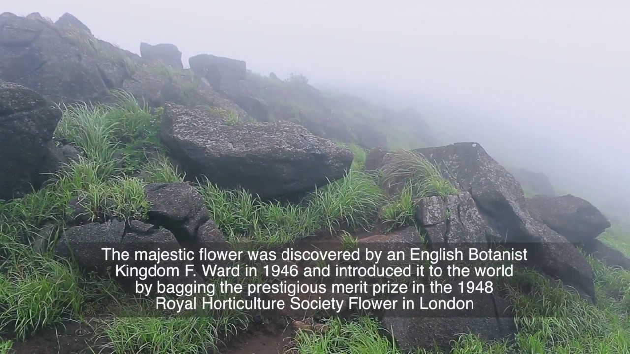 Shirui Lily, Ukhrul Manipur