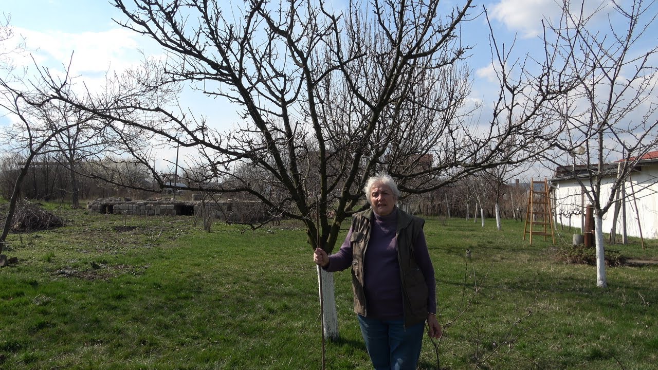 Епизод 22. Резитба на плододаващи овощни дървета.