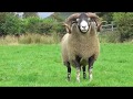 West of Ireland Lanark sheep breeders sale