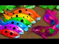 Top 5 episodes crocodiles hunt colorful koi catfish primitive cooking eels  stop motion asmr coco