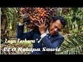 Lagu Terbaru || CEO Kelapa Sawit || Musik Hiburan