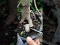results grafting root after 25 days #asmr #bonsai #bonsaitree #garden #gardening #caramerawattanaman