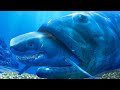 GIANT GOLIATH FISH PROTECTS LOTS OF EGGS - Feed and Grow Fish - Part 151 | Pungence