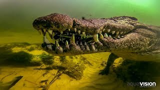 Okavango Croc Attack | Caught in the Act