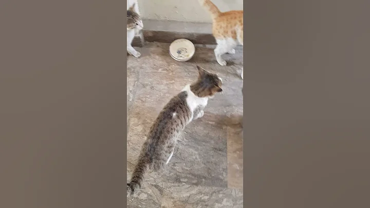 Watch the video about All cats and kittens meowing loudly #shorts