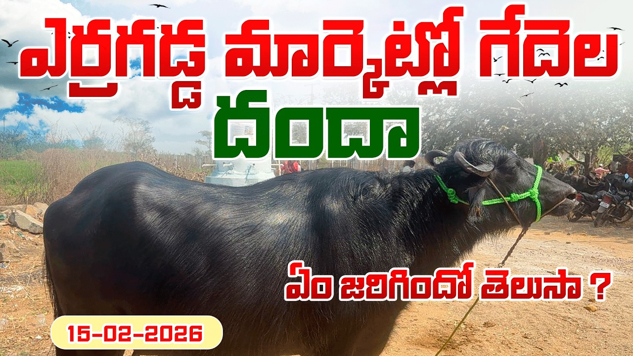 Buffalo Market Erragadda | ఎర్రగడ్డ గేదల మార్కెట్ | Hyderabad Pasuvula Santa | Erragadda Dairy Farm