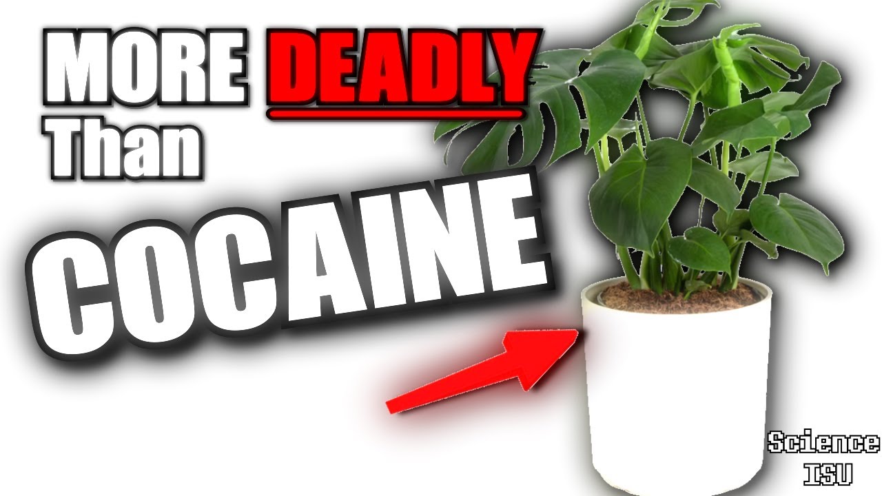 regular plants are more deadly than cocaine (science ISU)