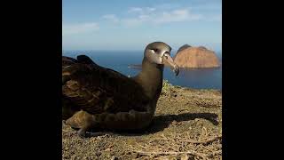 010222 esfuerzo conjunto por el cuidado de la vida, seguimos protegiendo al albatros de patas negras