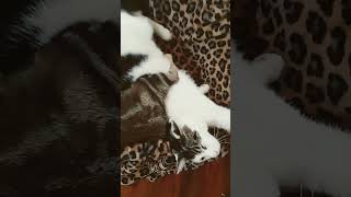 They Are So Comtable