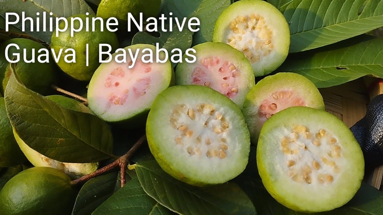 Guava Native Map Native Pink and White Guava 🍐😍 From the Philippines 🇵🇭🥰 | Clean Cuts ...