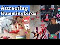 How to Attract Hummingbirds FAST to Hummingbird Feeder &amp; Garden w￼/ DIY Nectar Recipe Flowers Water