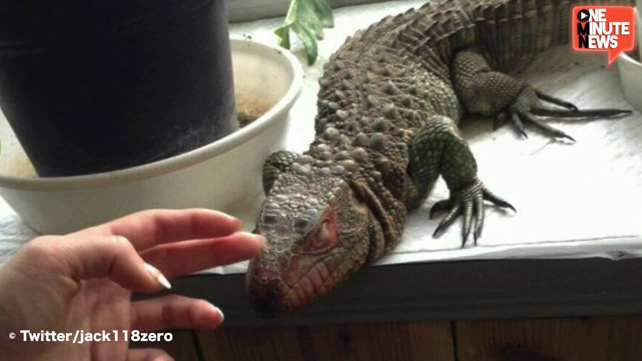 Lizards Watch You Eat at Japan's Reptile Cafes YouTube