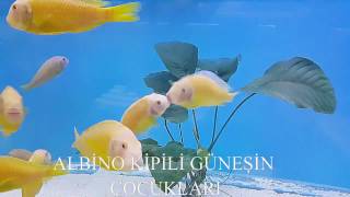 09 Efe Tropeus Tan Ki̇pi̇li̇