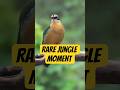 He Didn’t Know I Was Filming – Indian Pitta’s Private Moment! #shorts #youtubeshorts