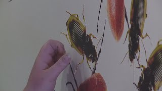 New mural at Augustana College blends art and science