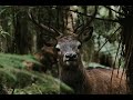 Fiordland Wapiti Hunting Adventure 2021